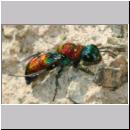 X-Chrysis viridula - Goldwespe 08 Tongrube-OS-Wallenhorst.jpg
